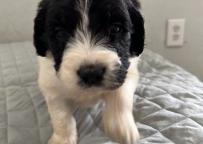 Saint Berdoodle Puppy