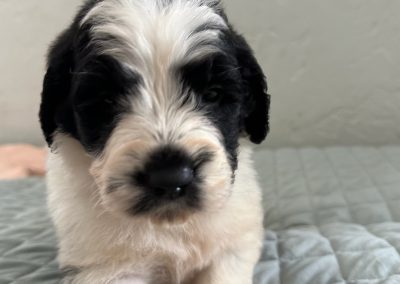 Saint Berdoodle Puppy