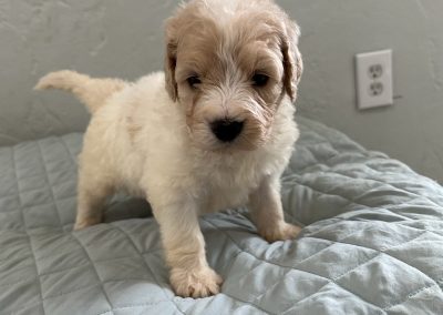 Saint Berdoodle Puppy