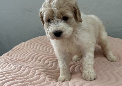 Saint Berdoodle Puppy