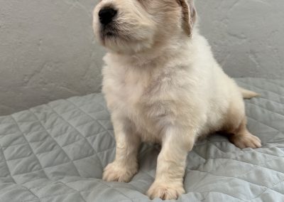 Saint Berdoodle Puppy