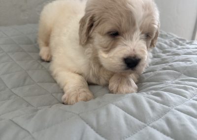 Saint Berdoodle Puppy