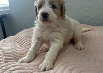Saint Berdoodle Puppy