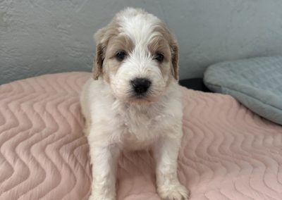 Saint Berdoodle Puppy