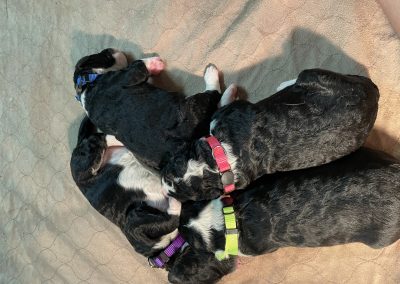 Bernedoodle Puppies
